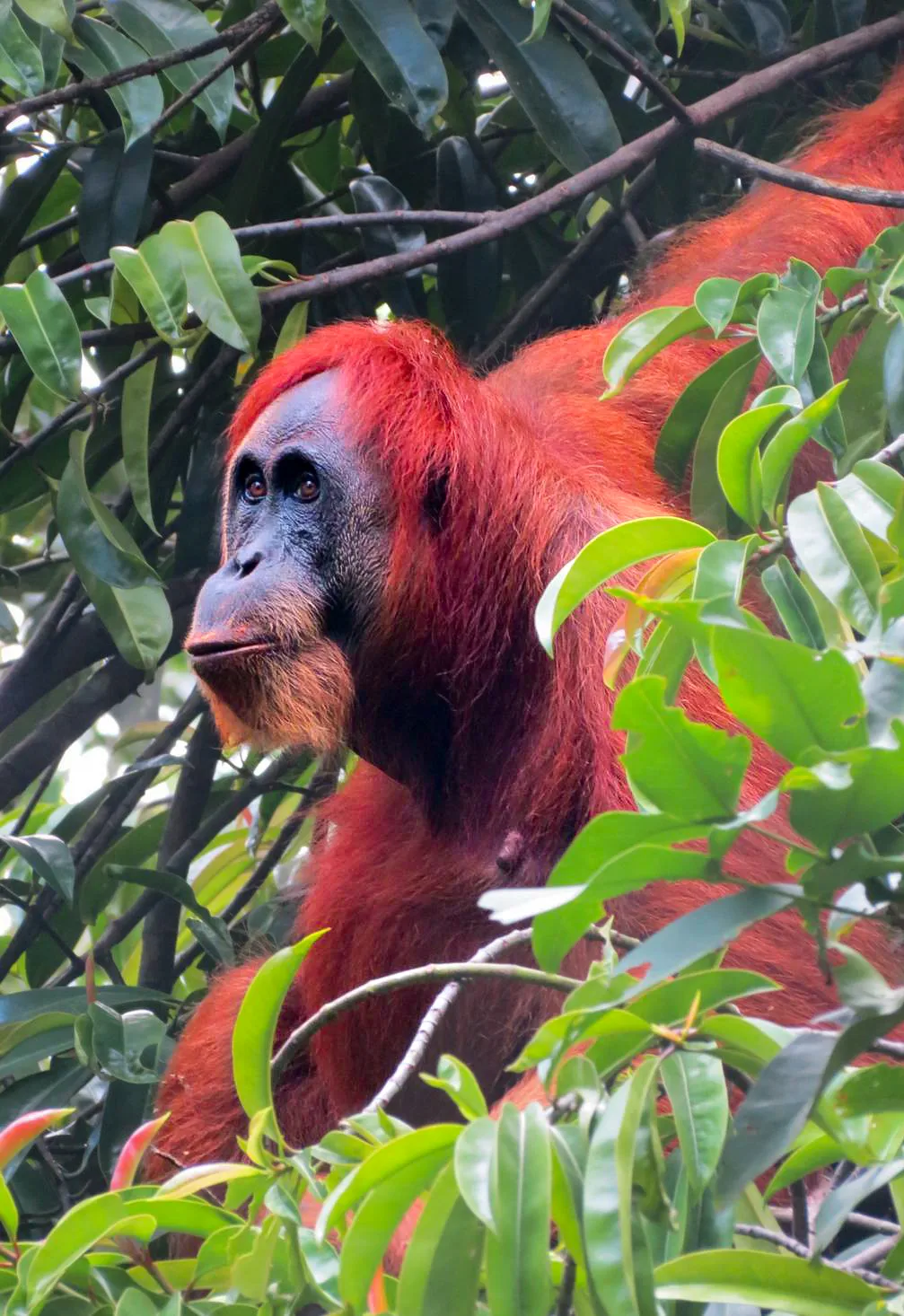 Top activités Sumatra
